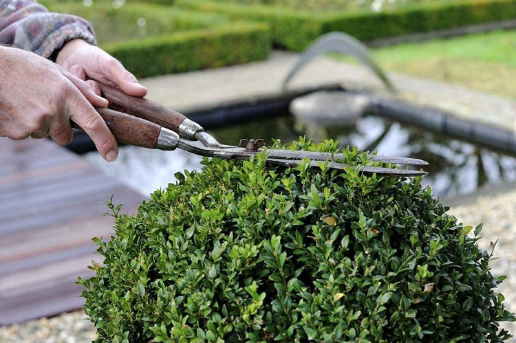 Winter Gem Boxwood | Live 4 Inch Pots | Buxus Microphylla Japonica | Fast Growing Cold Hardy Formal Evergreen Shrub