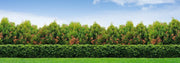 Viburnum Odoratissimum | Extra Large 3 Gallon Plant | Sweet Viburnum | Fast|Growing Privacy Hedge | Fragrant Flowers