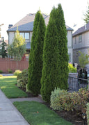 Arborvitae Emerald Green | Live 4 Inch Pot | Thuja Occidentalis Smaragd Tree | Evergreen Privacy Screening Hedge Plants