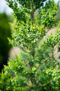 Hetzi Columnar Juniper | Live Plants | Juniperus Chinensis | Evergreen Privacy Barrier