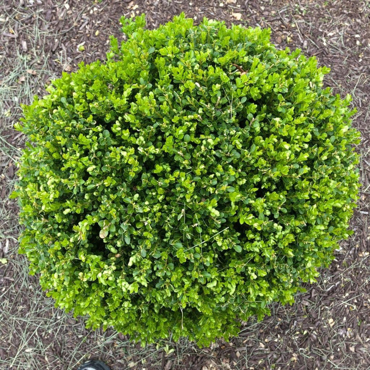 Wintergreen Boxwood | Live Quart Size Plants | Dense Evergreen Foliage, Cold|Hardy & Ideal for Year|Round Landscaping, Elegant Border & Hedge Plant, Live Shrub