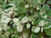 Breynia Disticha Roseopicta Snowbush | Live Plants | Ornamental Shrub, Perfect for Indoor & Outdoor Landscaping | Drought Tolerant, Low | Maintenance, Easy to Grow Plant