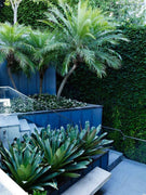 Phoenix Roebelenii | Miniature Pygmy Date Palm | Large Live Tree | Beautiful Patio Plant