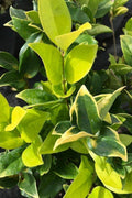 Ligustrum Japonicum Howardi | Live Quart Size Plant | Privet Howardii | Variegated Evergreen Privacy Hedge