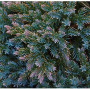 Blue Star Juniper | Large Gallon Size Plants | Juniperus Squamata | Low Maintenance Blue Evergreen Groundcover