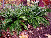 Japanese Holly Fern | Live Plants | Cyrtomium Falcatum Rochfordianum