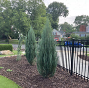 Blue Arrow Juniper | Extra Large 3 Gallon Plant | Juniperus Scopulorum | Privacy Hedge | Upright Conifer | Durable Outdoor Plant | Landscape Enhancement