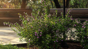 Mexican Heather Purple | Live Seedlings | Cuphea Hyssopifolia | Flowering Ground Cover | Heat|Tolerant Garden Plants
