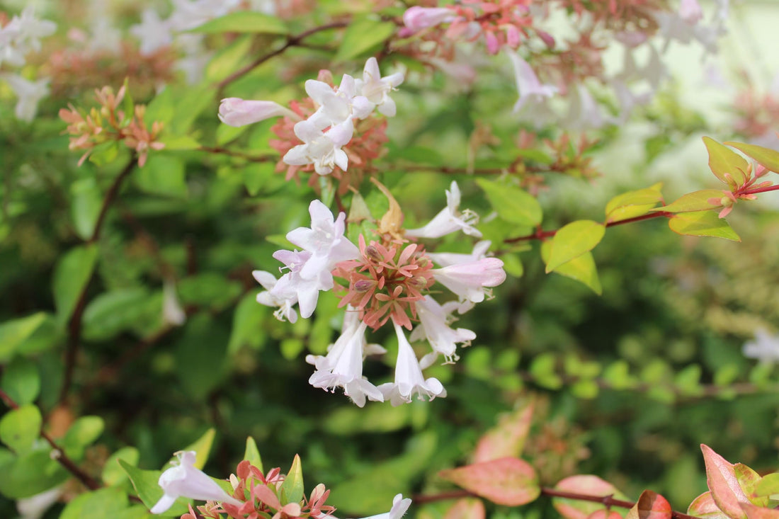 Abelia Francis Mason | Extra Large 3 Gallon Plant | Vibrant & Variegated Foliage, Drought|Tolerant, Low|Maintenance Shrub, Perfect for Landscaping, Borders & Ornamental Gardens