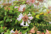 Abelia Francis Mason | Extra Large 3 Gallon Plant | Vibrant & Variegated Foliage, Drought|Tolerant, Low|Maintenance Shrub, Perfect for Landscaping, Borders & Ornamental Gardens