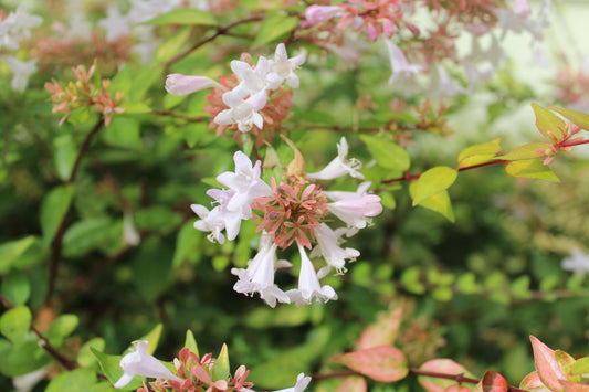 Abelia Francis Mason | Extra Large 3 Gallon Plant | Vibrant & Variegated Foliage, Drought|Tolerant, Low|Maintenance Shrub, Perfect for Landscaping, Borders & Ornamental Gardens