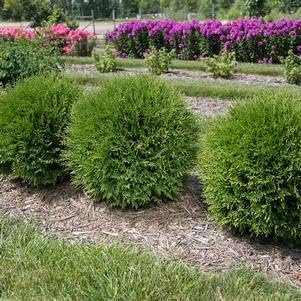 Little Giant Arborvitae | Live Gallon Size Plant | Dwarf Evergreen Shrub, Perfect for Landscaping & Privacy, Low Maintenance, Hardy & Drought Tolerant