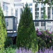 Steeds Holly I Large Gallon Size Plants I Upright Ilex Crenata | Upright Evergreen Shrub for Privacy Screens, Hedges, and Ornamental Landscaping