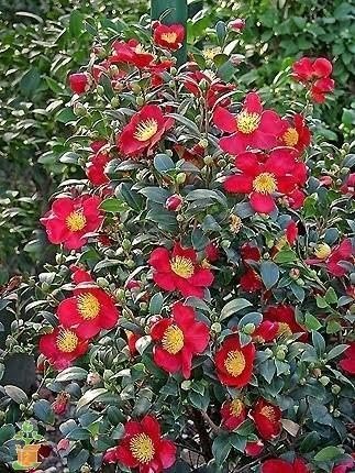 Camellia Sasanqua Yuletide I Extra Large 3 Gallon Plants I Red Flowering Bright Red Winter Blooms, Live Plant for Indoor & Outdoor Gardens