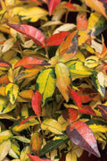 Summer Sunset Jasmine I Live 4 Inch Pots I Trachelospermum Asiaticum I Vibrant Orange|Red Blooms for Sunny Gardens, Easy|to|Grow, Drought|Resistant, Ideal for Patios and Landscaping