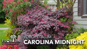 Loropetalum Carolina Midnight | Live Plants | Loropetalum Chinense | Purple Foliage Shrub | Ornamental Landscape Bush | Fast Growing Plants