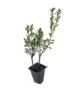 Azalea Fashion | Live Plants | Salmon Colored Flowering Rhododendron