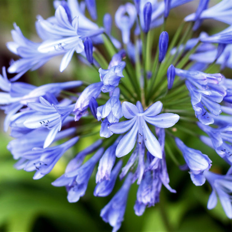 Agapanthus Africans Blue | Extra Large 3 Gallon Plant | Vibrant & Hardy Perennial, Lush, Ornamental Plant with Brilliant Blue Blooms, Ideal for Borders, Containers & Landscape Accents
