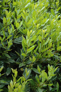 Needlepoint Chinese Holly I Large Gallon Size Plants I Live Evergreen Shrub with Unique Needle|Like Leaves for Hedging, Privacy, and Landscaping