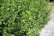 Sweet Viburnum | Large 4 Inch Pots | Viburnum Odorotissimum | Live Plants | Fast Growing Privacy Hedge, Shrub, Privacy Screen