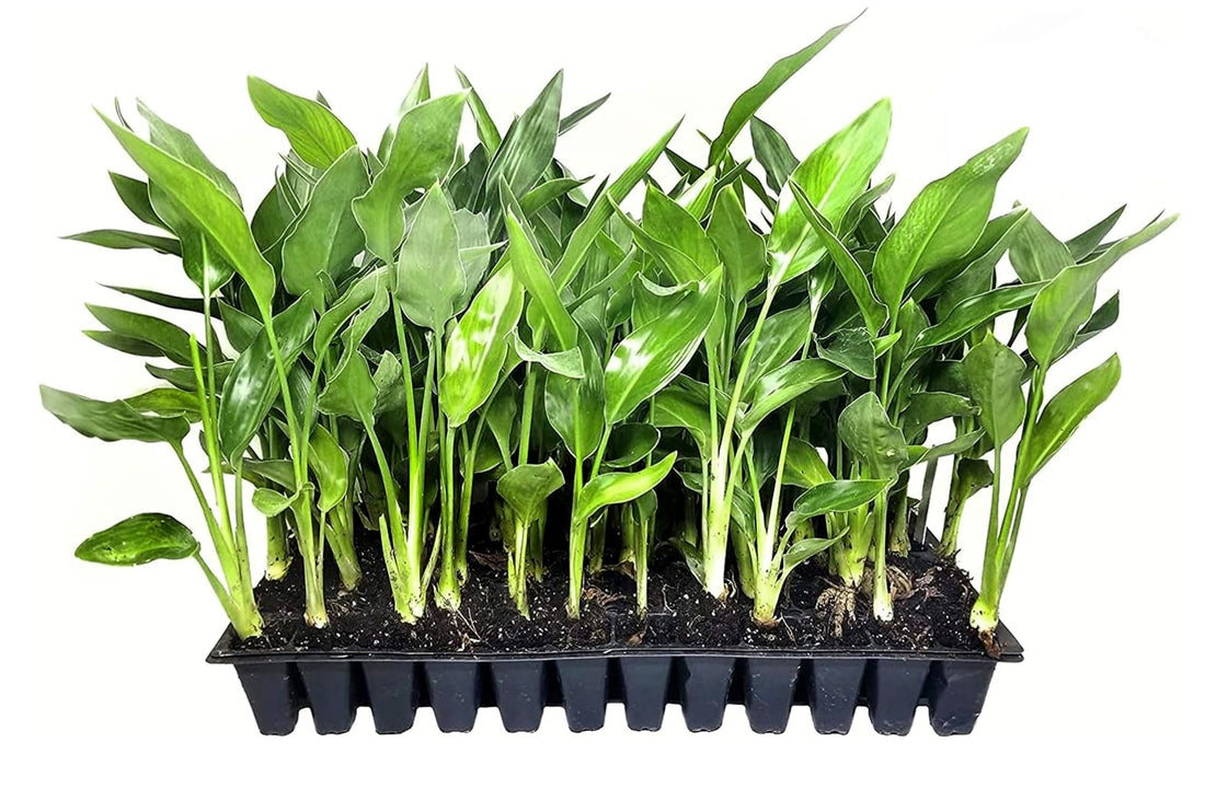 Orange Bird of Paradise | Strelitzia Reginae | Live Plants | Tropical Perennial Blooming Specimen
