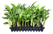 Orange Bird of Paradise | Strelitzia Reginae | Live Plants | Tropical Perennial Blooming Specimen