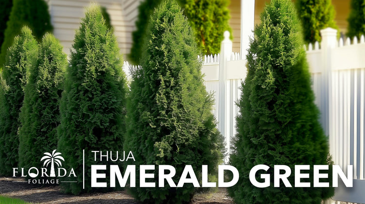 Arborvitae Emerald Green | Live Gallon Size Trees | Thuja Occidentalis Smaragd | Evergreen Privacy Screening Hedge Plants