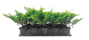 Juniper Calgary Carpet | Live 4 Inch Pot | Juniperus Sabina Monna | Evergreen Ground Cover Plants | Low|Maintenance Landscaping Shrub