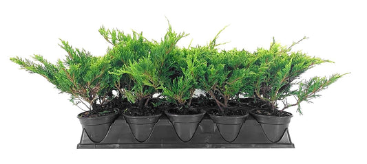 Juniper Calgary Carpet | Live 4 Inch Pot | Juniperus Sabina Monna | Evergreen Ground Cover Plants | Low|Maintenance Landscaping Shrub