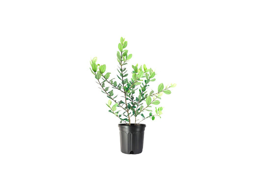 Pineapple Guava | Large Gallon Size Plant | Feijoa Sellowiana | Edible Fruit Shrub and Fragrant Flowering Foliage