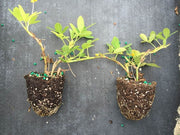 Ornamental Peanut Grass | 20 Live Fully Rooted Plants | Arachis Glabrata