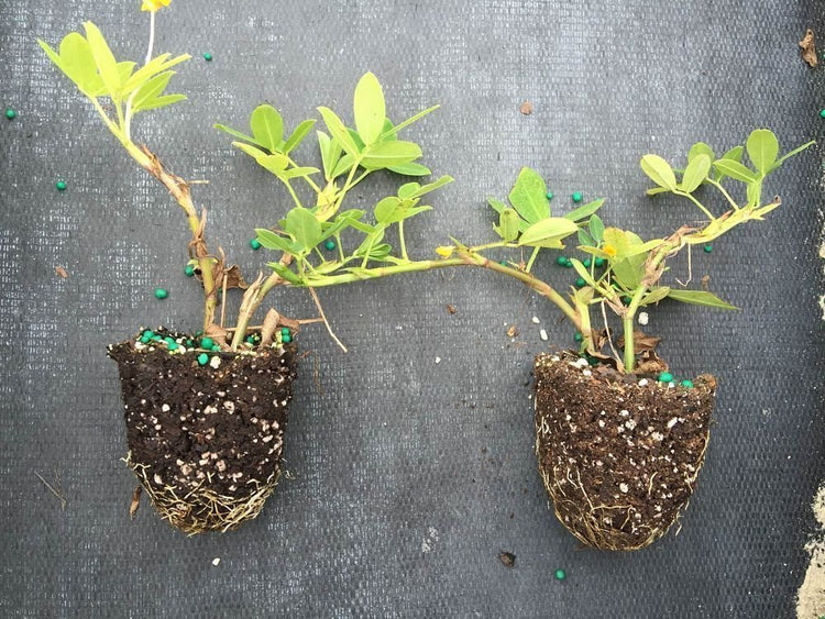 Ornamental Peanut Grass | 20 Live Fully Rooted Plants | Arachis Glabrata