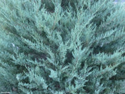 Juniper Burkii | Live Trees | Juniperus Virginiana | Evergreen Screening Red Cedar
