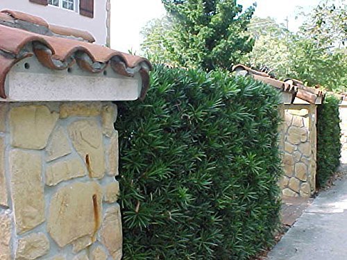 Podocarpus Macrophyllus | 12 Live Plants | 4" Pots Japanese Yew Live Plants Evergreen Privacy Hedge