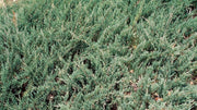 Seaspray Juniper | Extra Large 3 Gallon Plant | Elegant & Hardy Evergreen Shrub, Ideal for Ground Cover, Landscaping, Topiaries & Bonsai, Vibrant, Low|Maintenance & Drought|Resistant