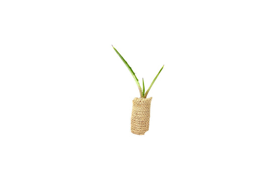 Agave Tequilana | Live Large Size Plant | Blue Weber Tequila Succulent | Drought Tolerant Hardy Ornamental Specimen