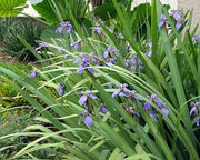 Walking Iris Regina | Live Plants | Giant Apostle Plant | Exotic Fragrant Blooming Specimen