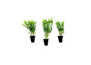 Hoogendoorn Holly Shrub I Live Plants I Ilex Crenata | Lustrous Evergreen for Hedging, Privacy Screens, and Decorative Accents