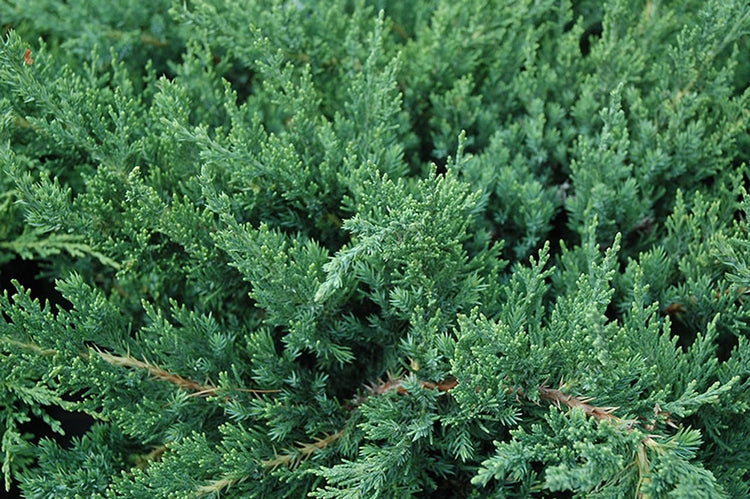 Parsoni Juniper | Extra Large 3 Gallon Plant | Healthy Drought|Resistant Evergreen Shrub | Ideal for Bonsai, Ground Cover, and Outdoor Landscaping – Easy|Growth Variety