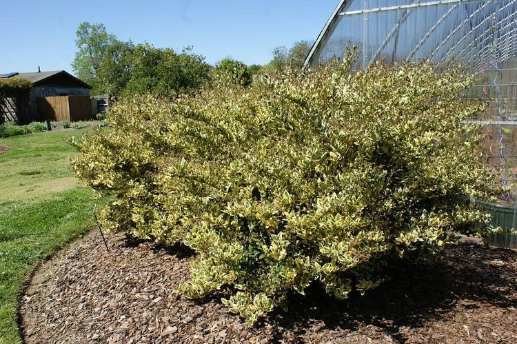 Ligustrum Japonicum Jack Frost Privet | Large Gallon Size Plants I Live Variegated, Fast|Growing, Evergreen Shrub for Stunning Ornamental Landscaping, Ideal for Privacy Hedges