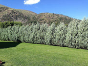 Moonglow Juniper | Live Gallon Size Trees | Juniperus Scopulorum | Drought Tolerant Evergreen Privacy Screening Plants