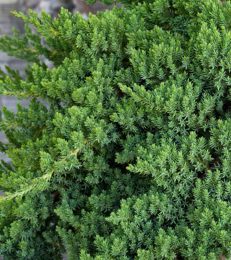 Juniper Procumbens Nana | Live Plants | Drought Tolerant Evergreen Groundcover | Great for Bonsai