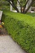 Wintergreen Boxwood | Extra Large 3 Gallon Plant | Dense, Evergreen Shrub, Ideal for Decorative Hedges, Topiary Art & Landscape Borders, Cold Hardy & Drought Tolerant