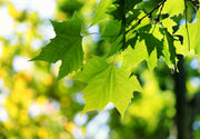 American Sycamore Tree | Live Plants | Platanus Occidentalis | Hardy, Fast|Growing, Shade Provider | Perfect for Landscaping and Outdoor Decor