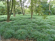 Mondo Grass | Live 4 Inch Pots | Ophiopogon Japonicus | Durable Ground Cover | Shade Tolerant Landscaping Plants