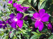Tibouchina Dwarf | Extra Large 3 Gallon Plants | Tibouchina granulosa Compacta | Vibrant Purple Blooms | Garden Showstopper