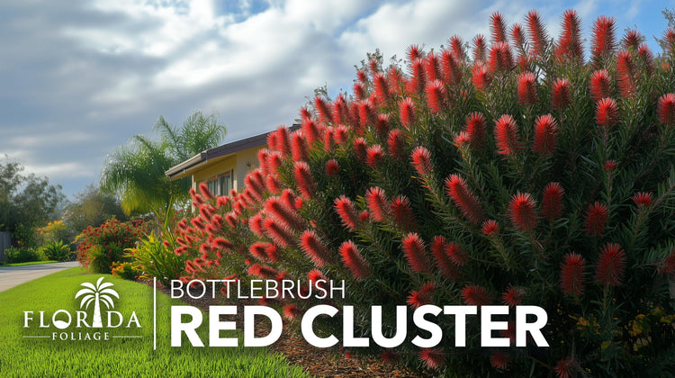 Bottlebrush Red Cluster Tree I Live Plants I Callistemon Citrinus Red Cluster I Vibrant Red Blooms, Fast|Growing, Drought|Tolerant Outdoor Plant, Ideal for Gardens