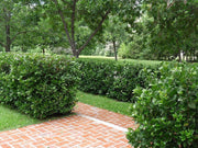 Viburnum Suspensum | Live Plants | Evergreen Privacy Hedge