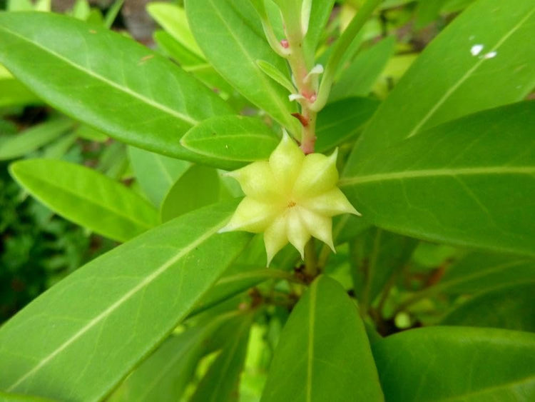Yellow Anise Plant | Live Plants | Illicium Parviflorum | Fragrant Foliage | Evergreen Shrub | Star Anise Aromatic Ornamental