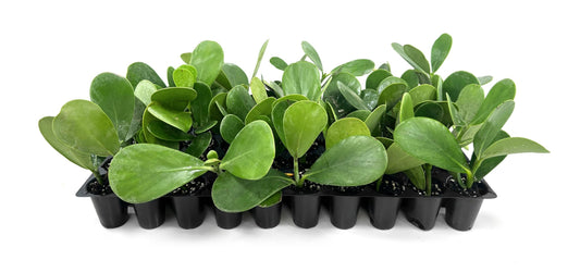 Clusia Guttifera Small Leaf | Live Plants | Clusia guttifera | Privacy Hedge Plants | Evergreen Shrub for Tropical Landscaping